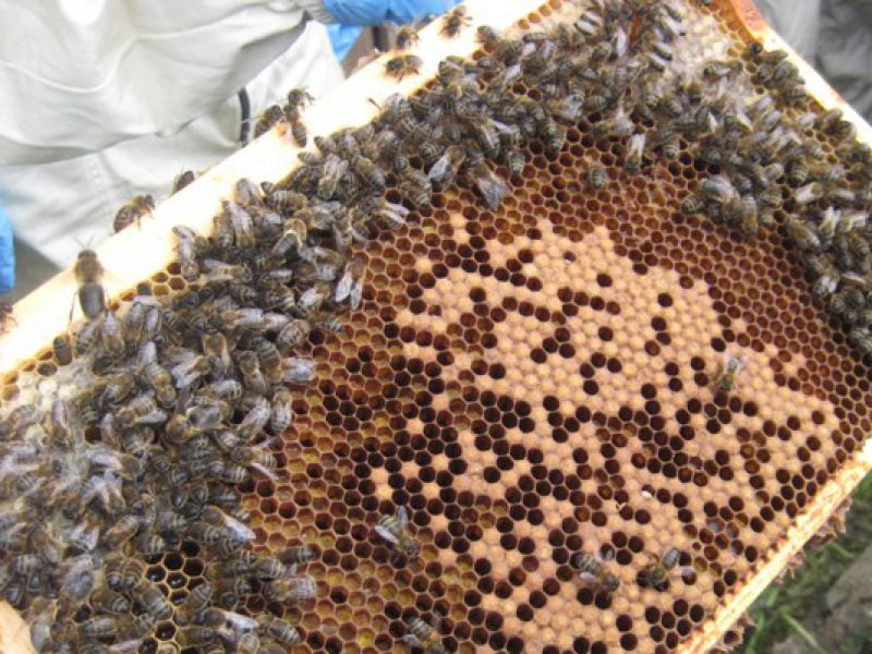 Wellington Place Beehives