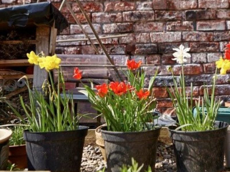 Dig into National Gardening Week at Wellington Place