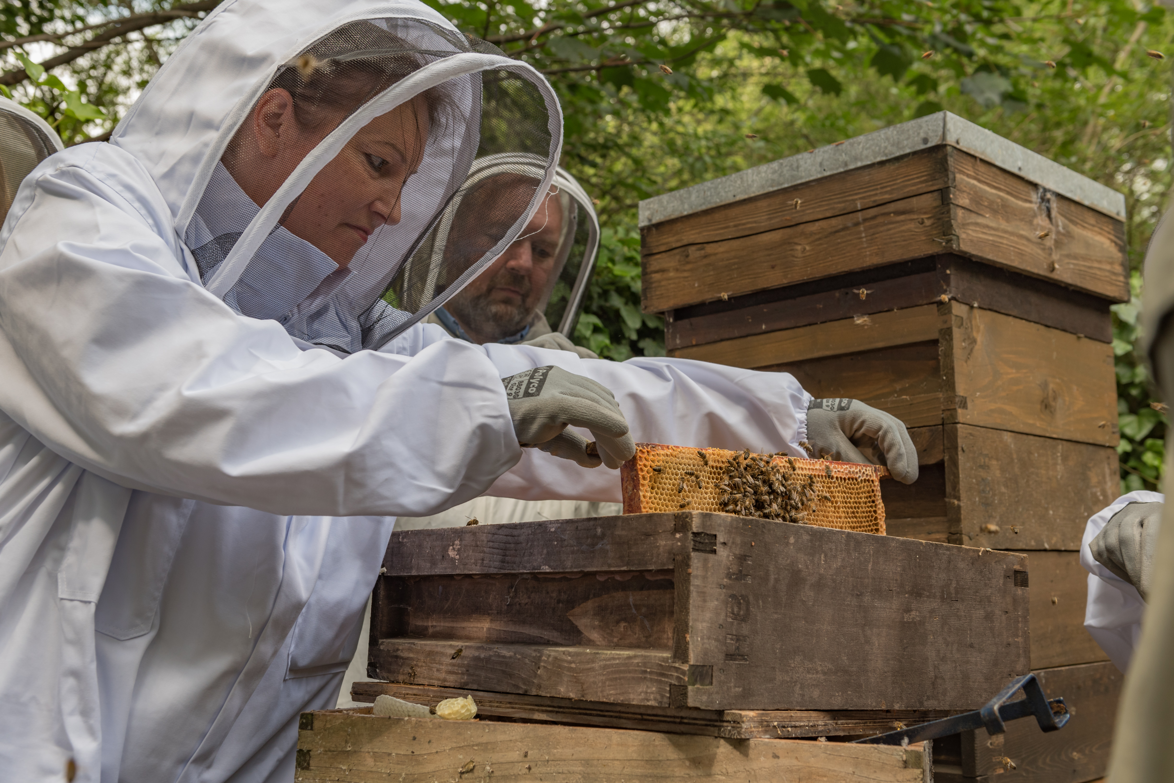Beekeeping